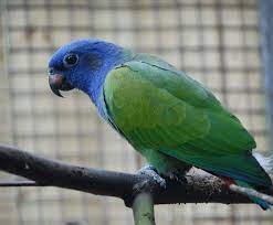 Blue Headed Pionus for sale