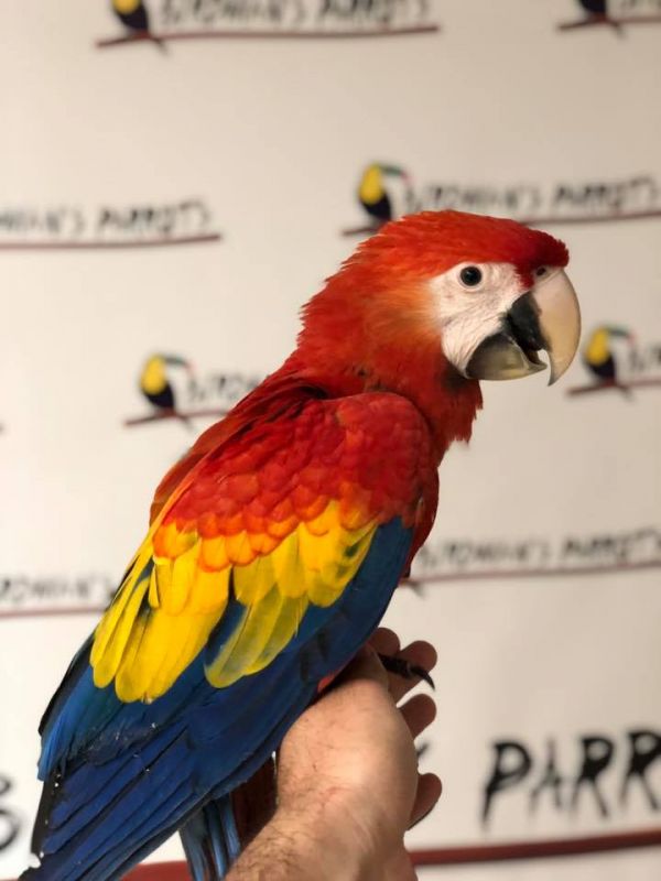 Beautiful Scarlet macaw are available. 