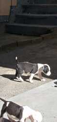 Pitbull puppies for sale