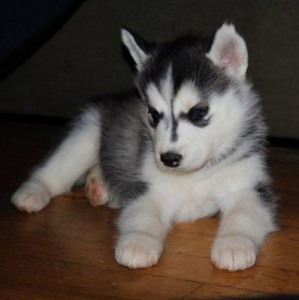 AKC Siberian Husky Puppies - Champion Bloodlines