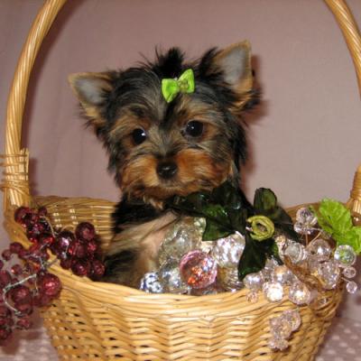 Two Beautiful Yorkshire Terrier Puppies for adoption