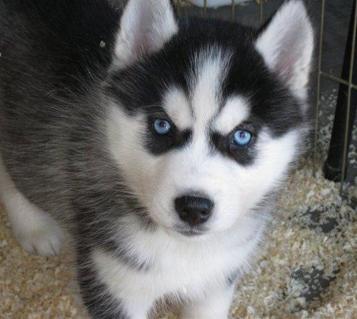 husky white blue eyes puppy