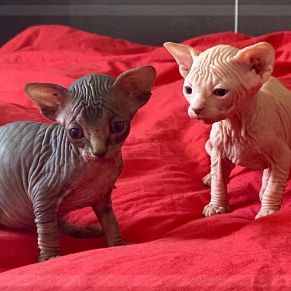Sphynx and Bengal  kittens available