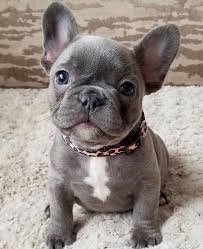 Blue Frenchies Available Now.