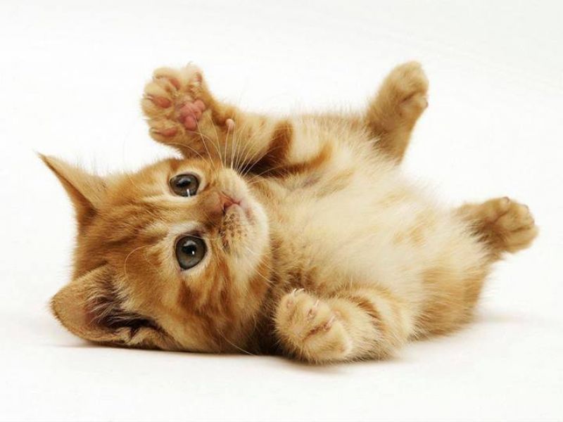 Pet Beds Supply Florida