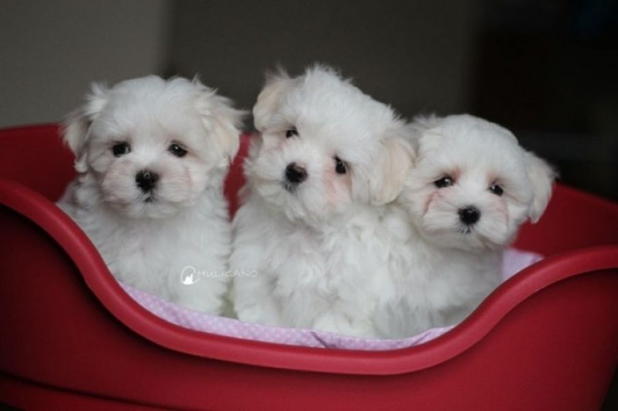 Adorable outstanding Maltese puppies