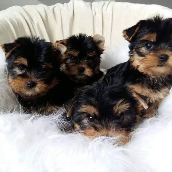 Cute Yorkie puppies available for a new home