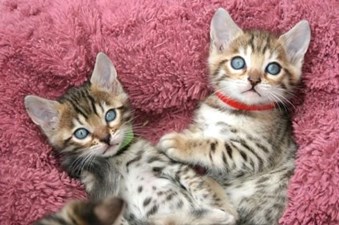 Bengal and sphynx kittens