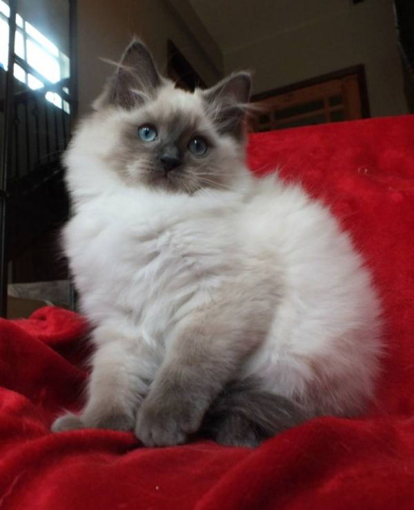 Ragdoll Kitten