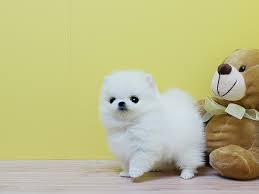 White Teacup Pomeranian Puppies For Sale Text Via (719)982-8517
