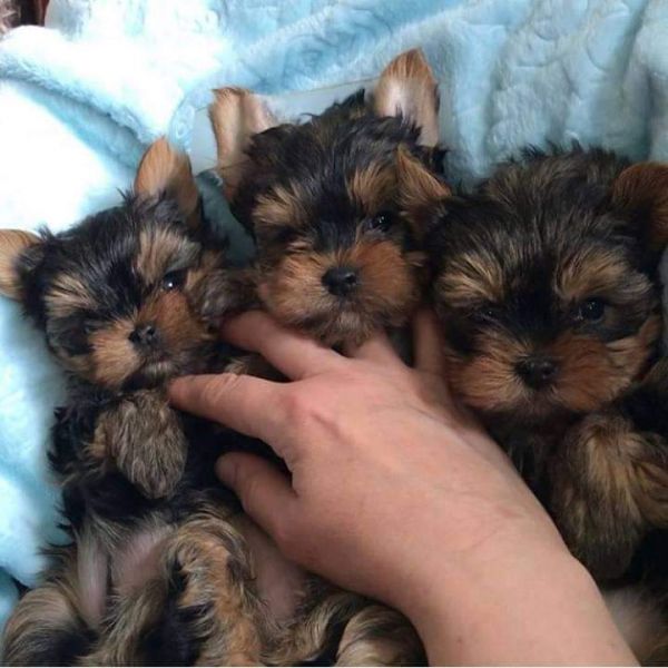 Gorgeous Yorkie puppies