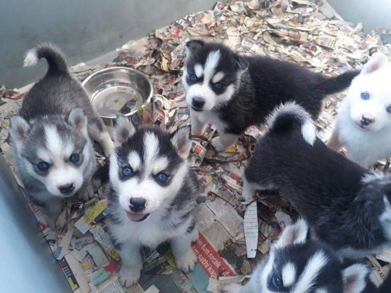Home Trained   Siberian husky  Puppies