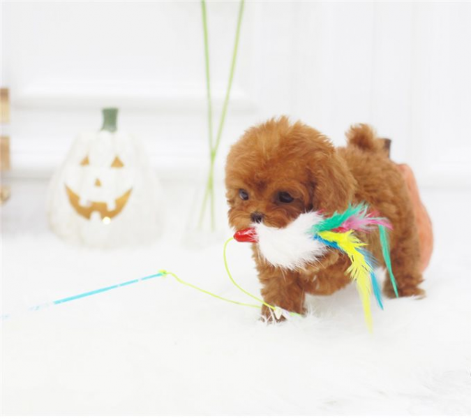 We are very proud and excited to announce our toy poodles have safely delivered six gorgeous deep re