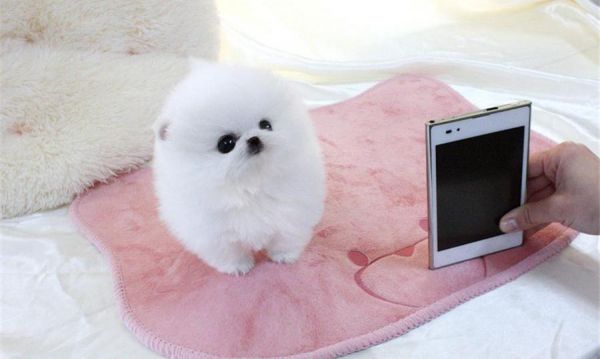 Playful Male  and Female Pomeranian Puppies available
