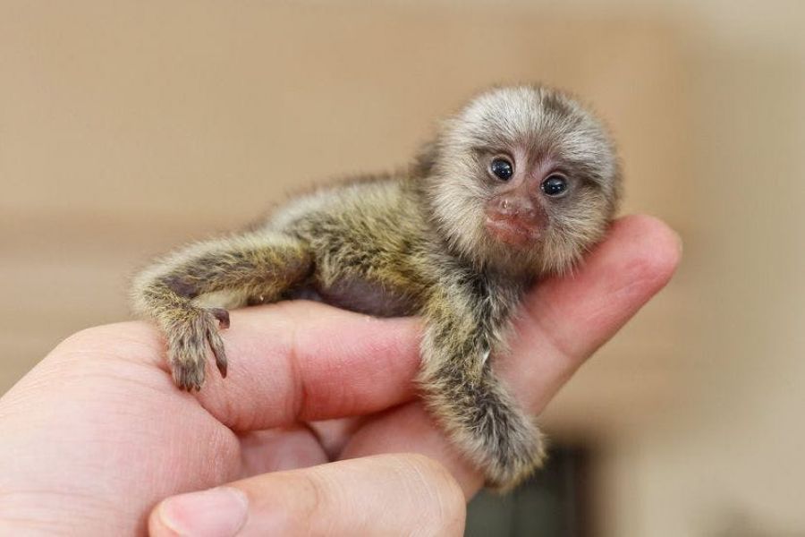 Chimpanzee, Capuchin,Squirrel,spider & marmoset monkeys available  
