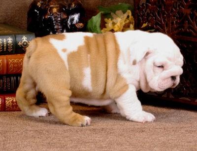 A good and healthy english bulldog puppies 