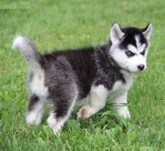 AKC Registered Siberian Husky Puppies- (801) 876-9561