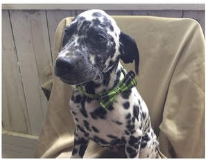 Lovely Dalmatian puppies ready now contact now