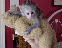 Cute And Lovely Baby Capuchin Monkey for MASS