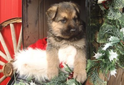Enjoyable and lovely German Shepherd Dog puppies  are now available for good homes.