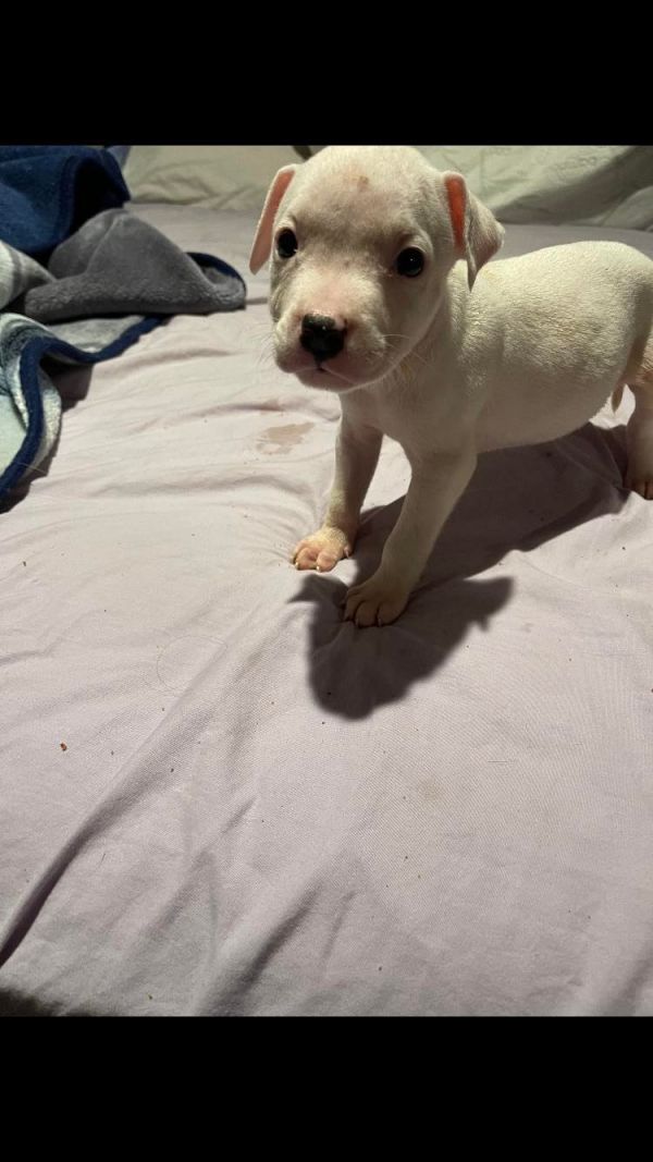 Pitbull puppies for adoption.