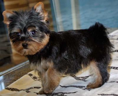 2AKC/CKC registered yorkire puppies for adopt