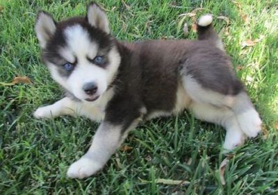 Siberian husky puppies for adoption