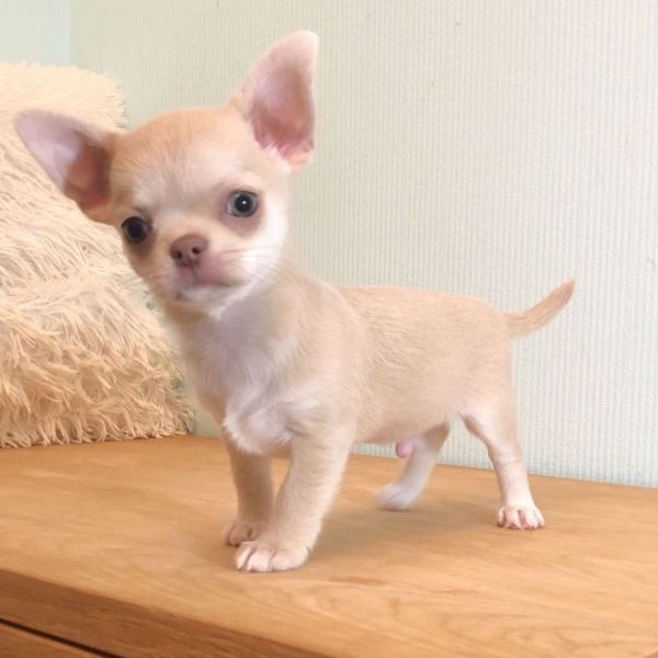 Chihuahua Puppies Available