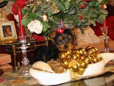 akc registered male and female teacup yorkie puppies for free rehoming