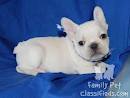 top class AKC registered french bulldog puppiesavailable