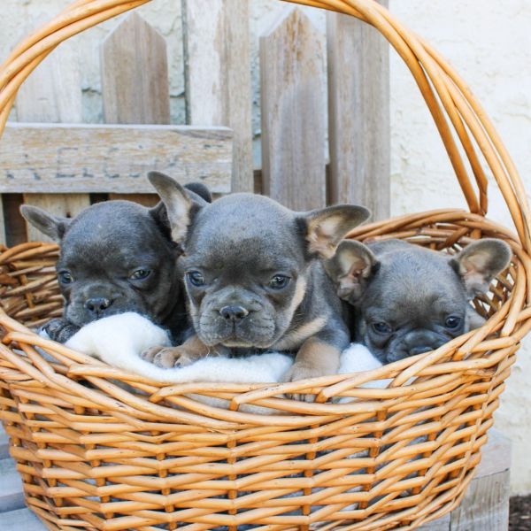Well Trained French Bulldog Puppies