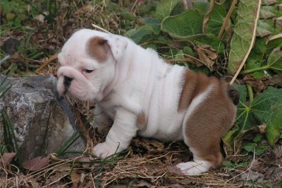 English bulldog puppies for adoption