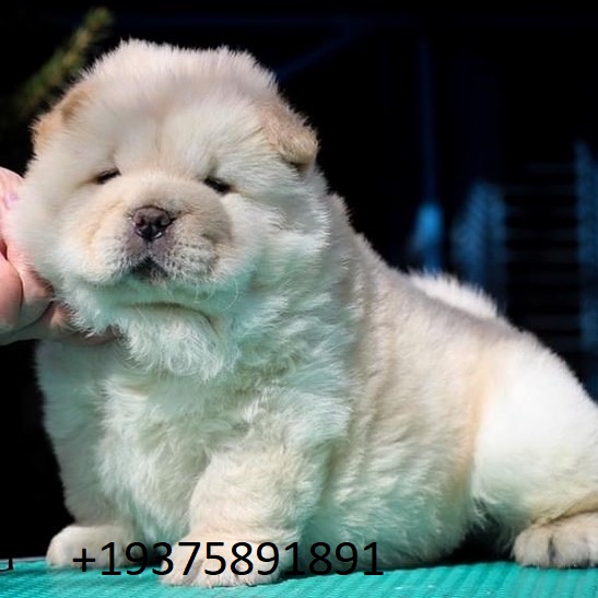 Chow chow puppies