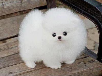 Charming and cute pomeranian puppies for adoption text  647-793-1250