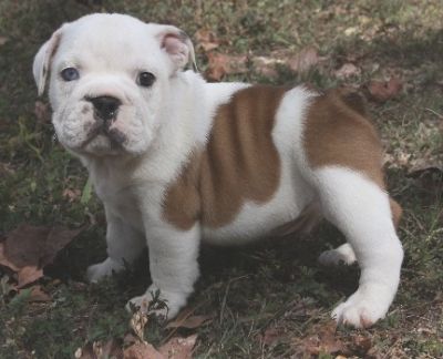 Registered english bulldog, puppies available,