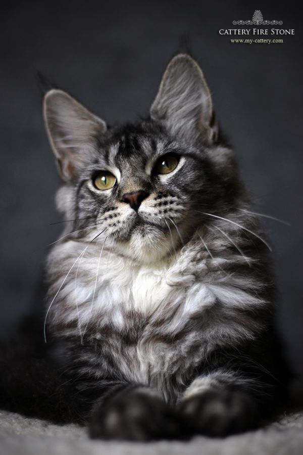 Maine coon kitten, color ns 22 + VIDEO