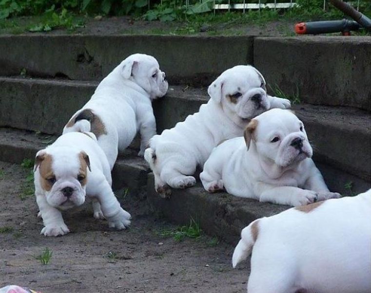 AKC registered English Bulldog Puppies