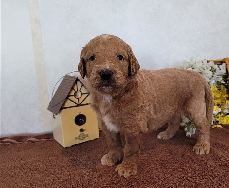 Trained Goldendoodle Puppies For Sale