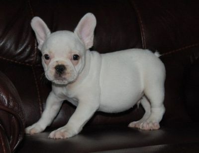 Available now are these gorgeous male and Female Fawn Black Mask French Bulldog Puppies
