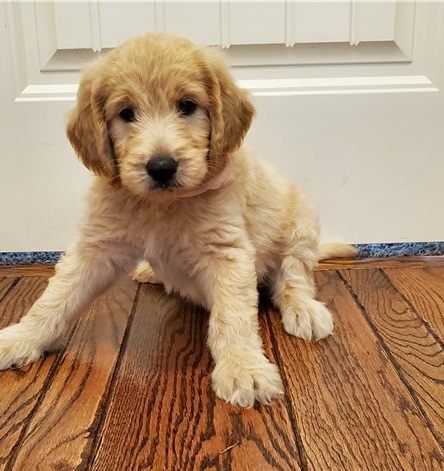 Trained Goldendoodle Puppies For Sale