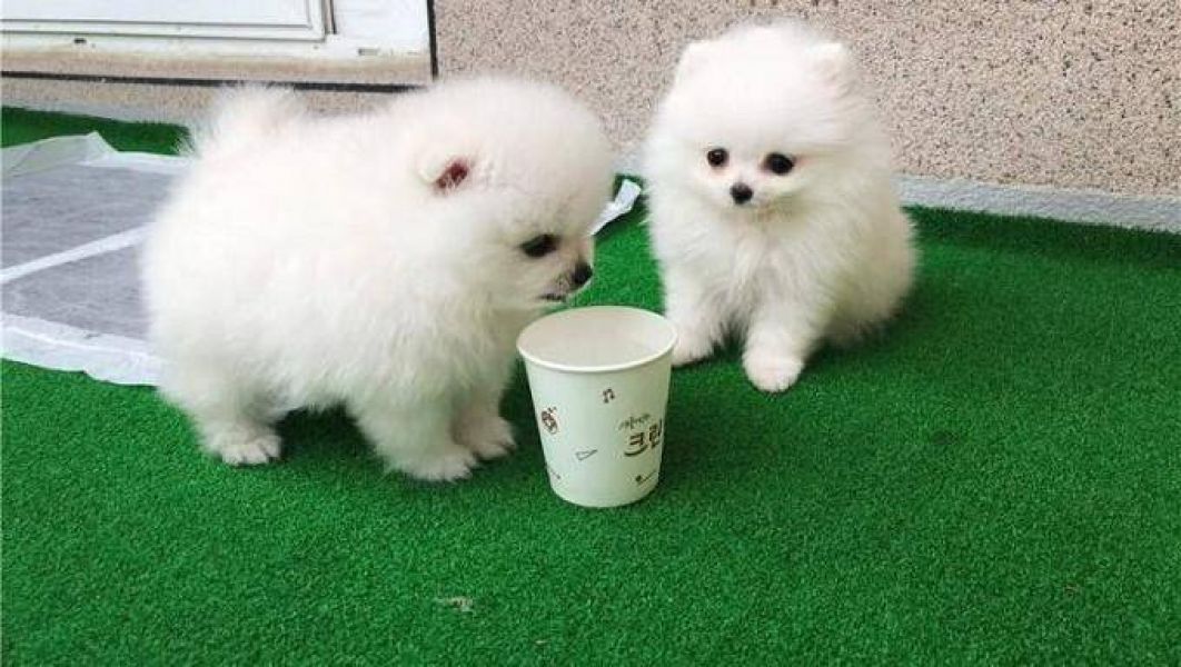 Beautiful Teacup Pomeranian puppies ready now