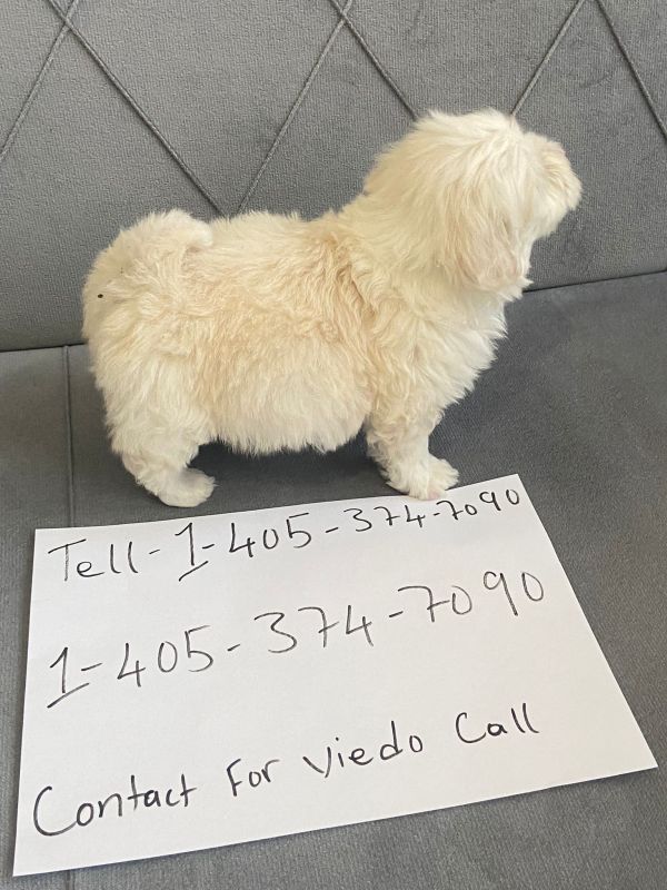 Maltese Puppy for Sale