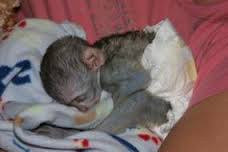   Two well trained baby face capuchin monkeys available 