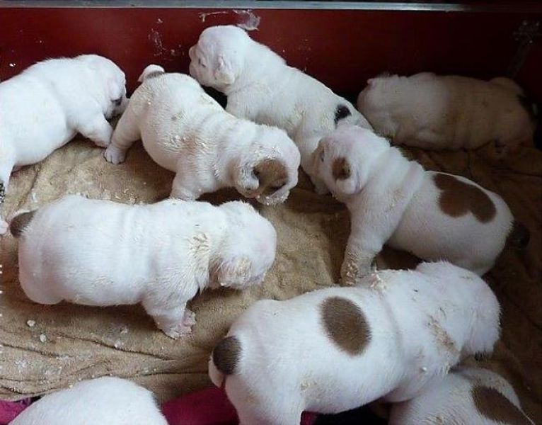 AKC registered English Bulldog Puppies