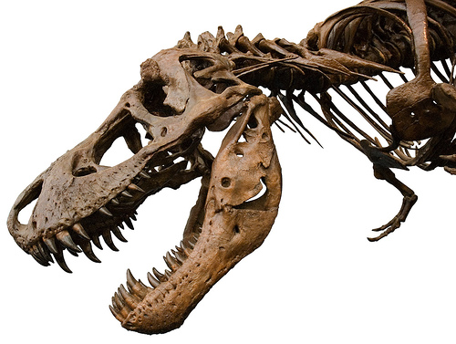 Dinosaur Models Available DinoEmporium 