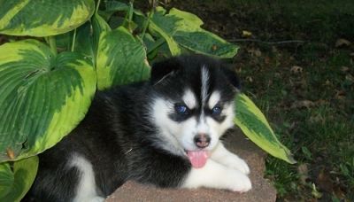 Blue eyes siberian husky puppies for sale