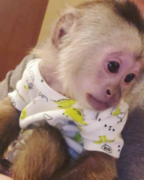 Capuchin monkey  for sale
