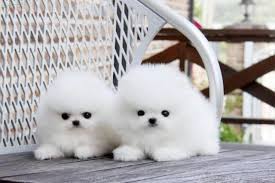 Two Awesome T-Cup Pomeranian Puppies(202) 753-4273