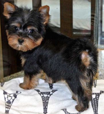 2AKC/CKC registered yorkire puppies for adopt