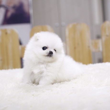 Cuttest teacup pomeranian puppies for sale Text (719)982-8517 ) 